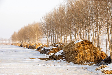 In Northern China once the corn has been harvested the stalks are dried and collected for used as the main fuel by peasant farmers for cooking and heating, China, Asia