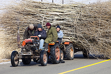 Chinese farmers haul a huge wide load of wood using a tiny tractor in Heilongjiang province, Northern China, Asia