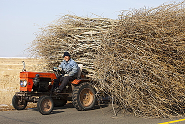 Chinese farmers haul a huge wide load of wood using a tiny tractor in Heilongjiang province, Northern China, Asia