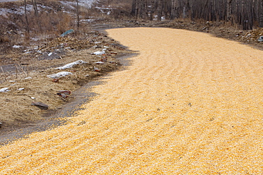 Maize drying in Heilongjiang Province, northern China, Asia