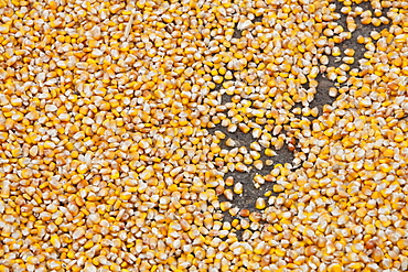 Maize drying in Heilongjiang Province, northern China, Asia