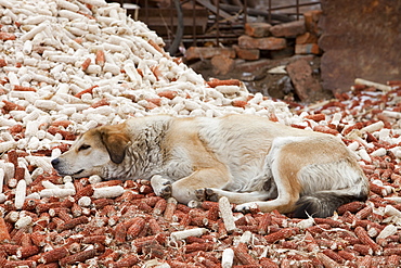 A dog lies on dried out corn husks in northern China, Asia