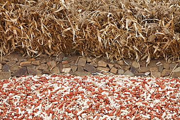 Maize husks that are used as a renewable fuel to burn on household stoves in northern China, Asia