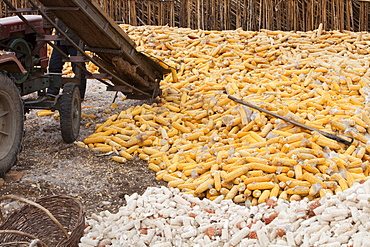 Maize drying in Heilongjiang Province, northern China, Asia