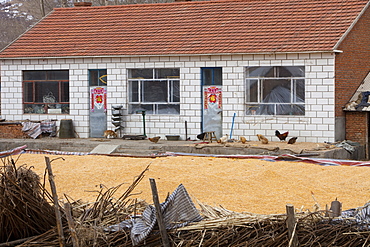 Maize drying in Heilongjiang Province, northern China, Asia