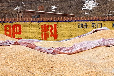 Maize drying in Heilongjiang Province, northern China, Asia