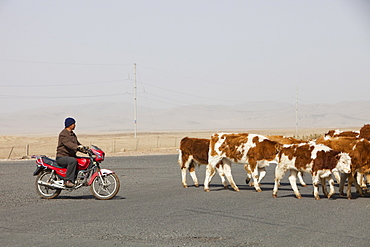 A Chinese farmer herds his cows on a motorbike in Inner Mongolia, Nothern China, Asia