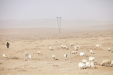 A shepherd follows his flock acorss a dry dusty landscape in Inner Mongolia, China, Asia