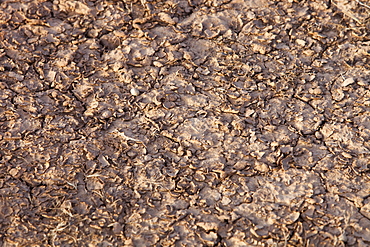 Baked landscape formerly a large lake, now dried up, Hong Hai Zai near Dongsheng, China, Asia