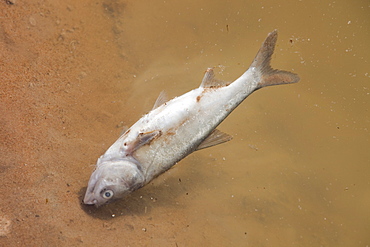 Dead fish floating in one of China's many polluted rivers, Inner Mongolia, China, Asia