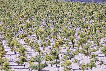 Tree nursery raising pine trees to plant out across Inner Mongolia, China, Asia