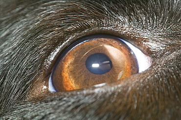 A Border Collie dogs eye