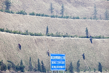 Chinese workers doing some vertical gardening, China, Asia