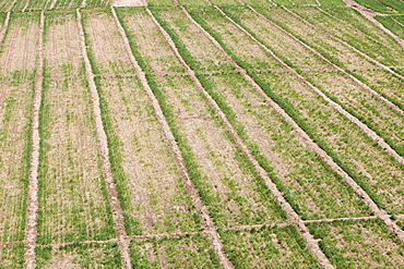 Artificially irrigated wheat crops growing near Hangang in northern China, Asia