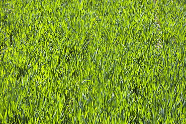 Wheat crops being irrigated near Hangang in Northern China, Asia