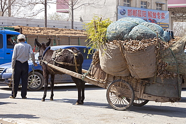 A peasant famer with an overloaded donkey cart in Inner Mongolia, northern China, Asia