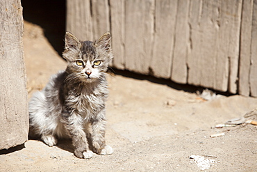 A kitten looks out of a doorway in northern China, Asia