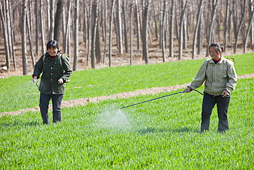 Women wearing no protection, spraying pesticide onto wheat crops near Hangang in northern China, Asia