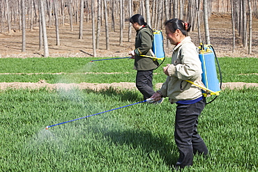 Women wearing no protection, spraying pesticide onto wheat crops near Hangang in northern China, Asia