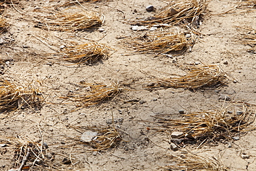 Withered crops dry up and die near Beijing, China, Asia