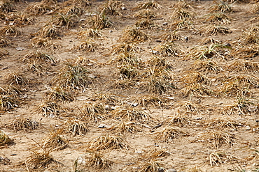 Withered crops dry up and die near Beijing, China, Asia