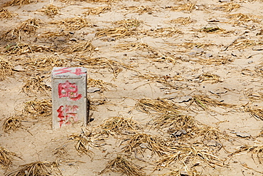 Withered crops dry up and die near Beijing, China, Asia