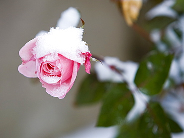 A rose with snow on it