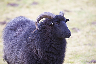 A black sheep