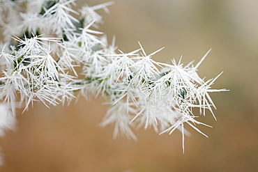 Needle ice on holly leaves in a woodland in Ambleside, Cumbria, England, United Kingdom, Europe