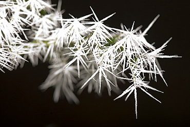 Needle ice on holly leaves in a woodland in Ambleside, Cumbria, England, United Kingdom, Europe