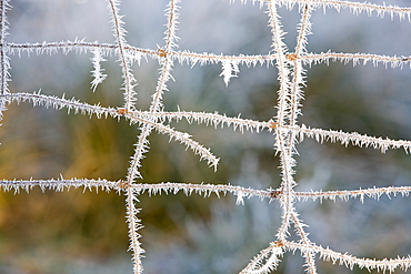 Needle ice on a fence in Ambleside, Cumbria, England, United Kingdom, Europe