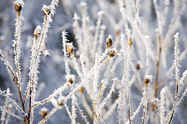 Needle ice on vegetation in Ambleside, Cumbria, England, United Kingdom, Europe