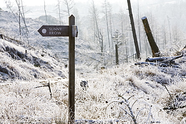 Hoar frost on vegetation near Tarn Hows in the Lake District, Cumbria, England, United Kingdom, Europe