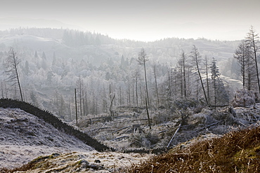 Hoar frost on vegetation near Tarn Hows in the Lake District, Cumbria, England, United Kingdom, Europe