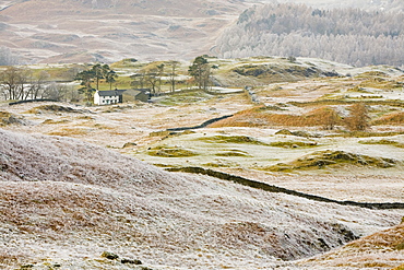 Hoar frost on vegetation near Tarn Hows in the Lake District, Cumbria, England, United Kingdom, Europe