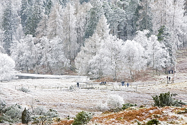 Hoar frost on vegetation near Tarn Hows in the Lake District, Cumbria, England, United Kingdom, Europe