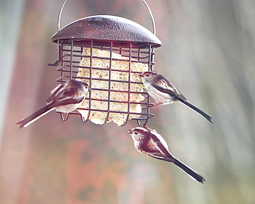 Long tailed tits feeding on a garden bird feeder