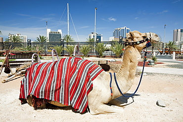 A camel near the creek in Dubai, United Arab Emirates, Middle East