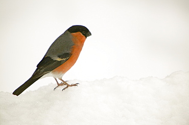 A male bullfinch in snow near Ambleside, Cumbria, England, United Kingdom, Europe