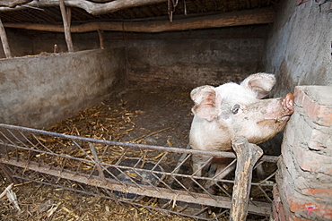 A family pig on a farmstead in northern China, Asiaday
