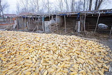 Maize drying in Heilongjiang Province, northern China, Asia