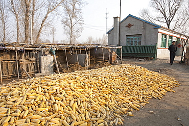 Maize drying in Heilongjiang Province, northern China, Asia