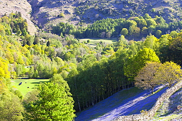 A bluebell field from Loughrigg Terrace in the Lake District National Park, Cumbria, England, United Kingdom, Europe