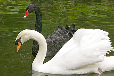 Black and white swans in the Bussaco Forest reserve in Portugal, Europe