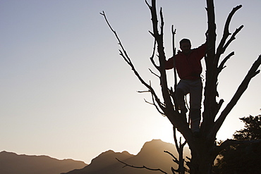 A climber in a dead rowan tree above Chapel Stile in the Langdale Valley in the Lake District, Cumbria, England, United Kingdom, Europe