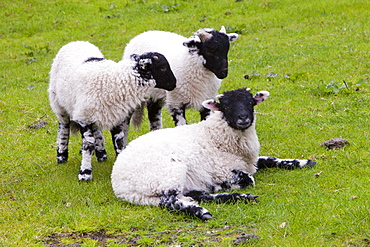 Spring lambs in Ambleside, Lake District, Cumbria, England, United Kingdom, Europe