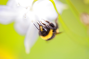 Bumblebee feeding on garden plants, United Kingdom, Europe