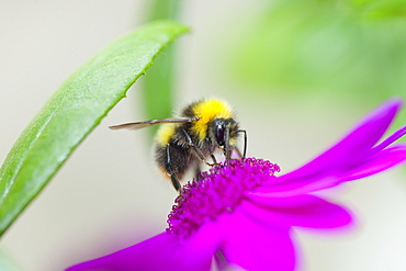 Bumblebee feeding on garden plants, United Kingdom, Europe