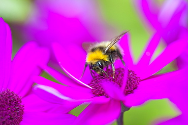 Bumblebee feeding on garden plants, United Kingdom, Europe