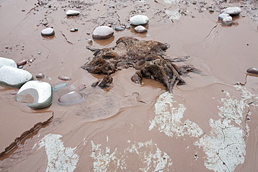 Tree trunks preserved in a submarine forest revealed at low tide at Porlock Weir in Somerset, England, United Kingdom, Europe